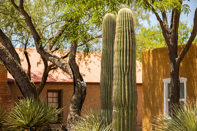 Arizona shade trees